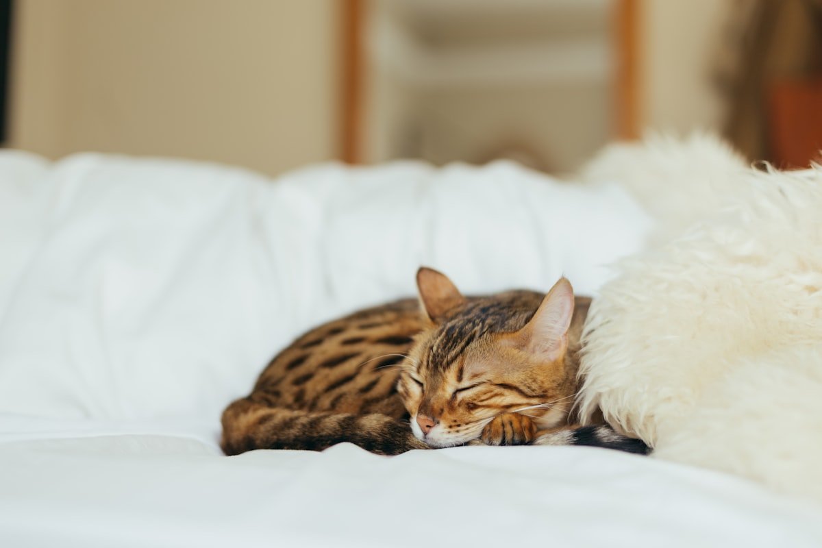 coussin pour chat - universmiaou