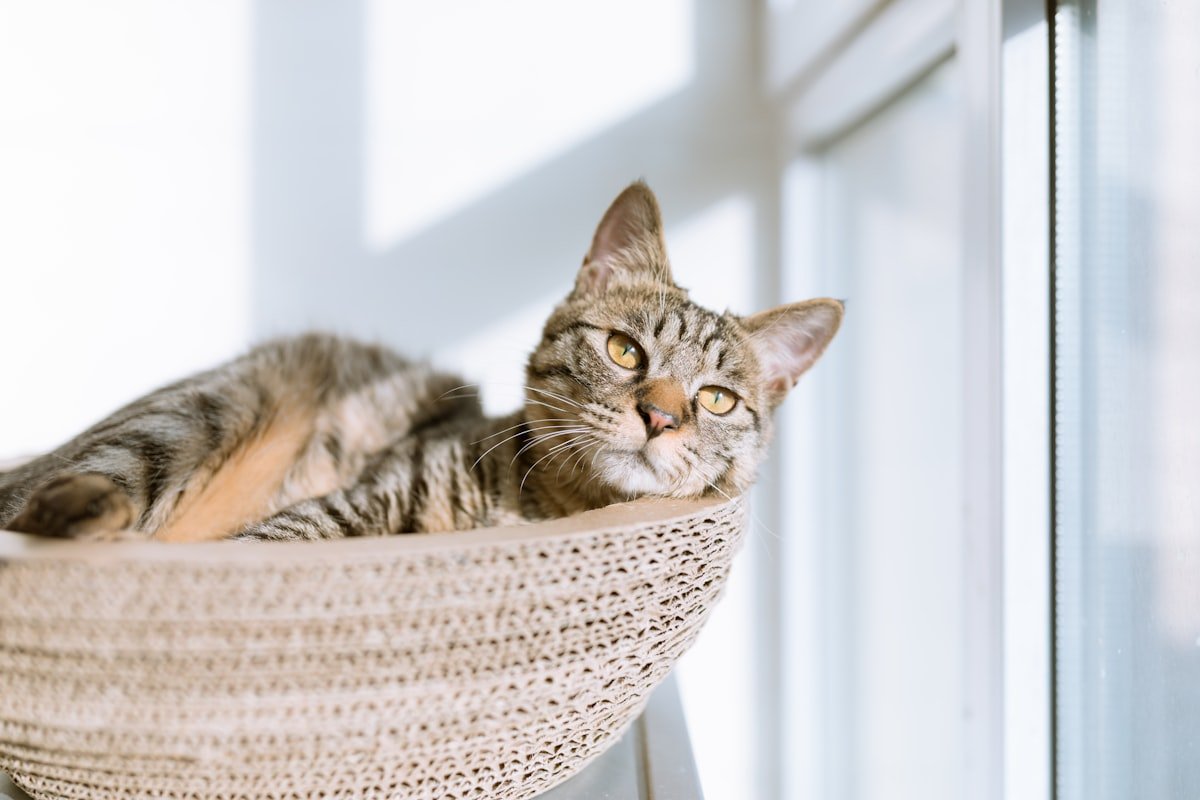 hamac pour chat - universmiaou