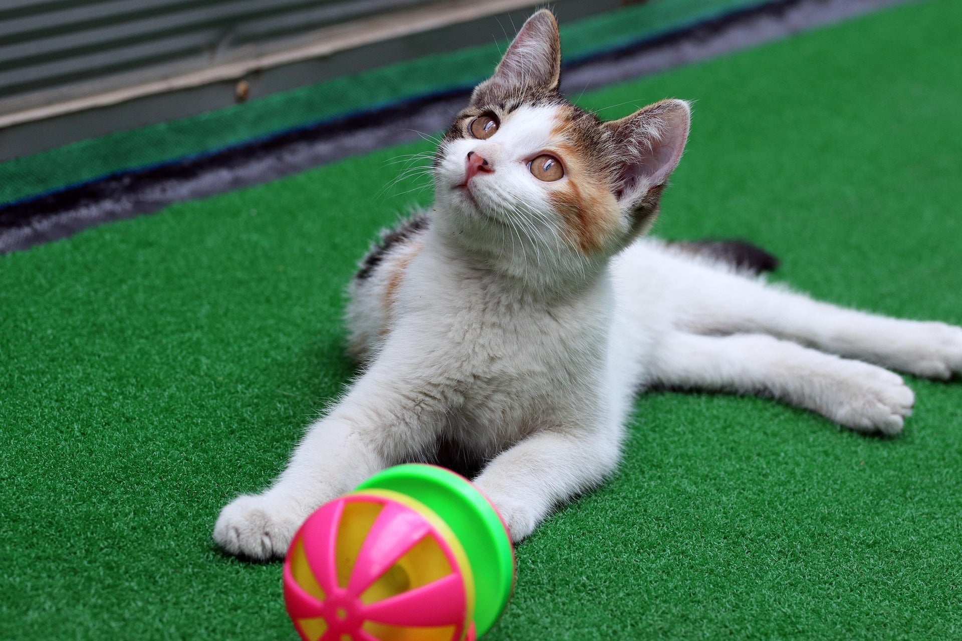 jouet pour chat - universmiaou