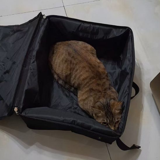 Bac à litière pliable pour chat en plein air - universmiaou
