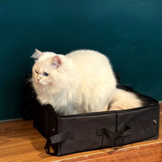 Bac à litière pliable pour chat en plein air - universmiaou