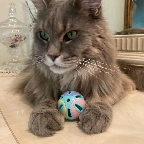 Balles avec cloche pour chats et chatons - universmiaou