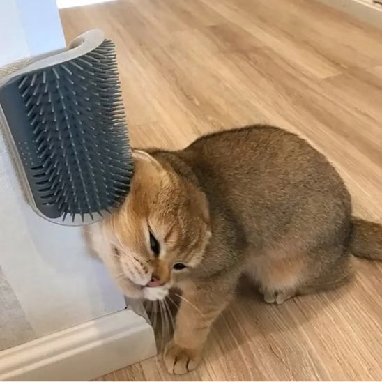 Brosse de massage pour chat - universmiaou