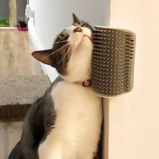 Brosse de massage pour chat - universmiaou