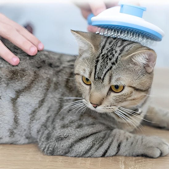 Brosse en acier inoxydable chats - universmiaou