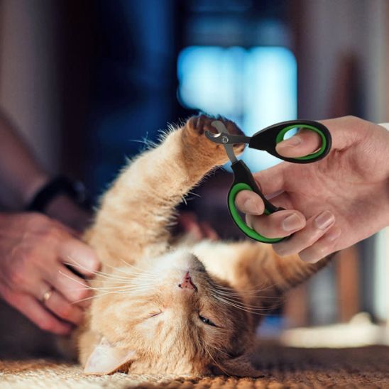 Ciseaux à ongles pour chat - universmiaou