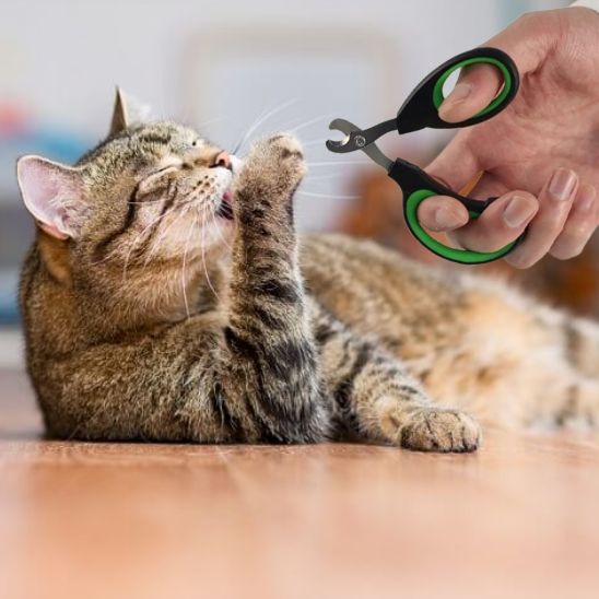 Ciseaux à ongles pour chat - universmiaou