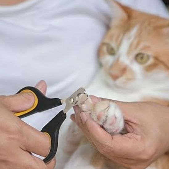 Ciseaux à ongles pour chat - universmiaou