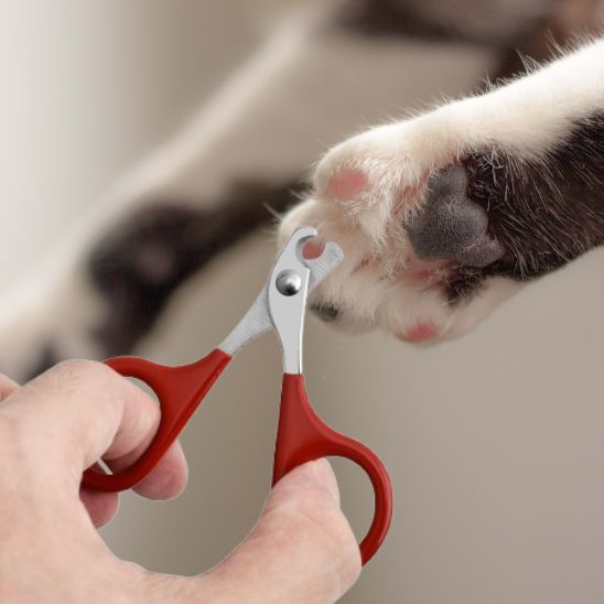 ciseaux pour chat - premium - universmiaou