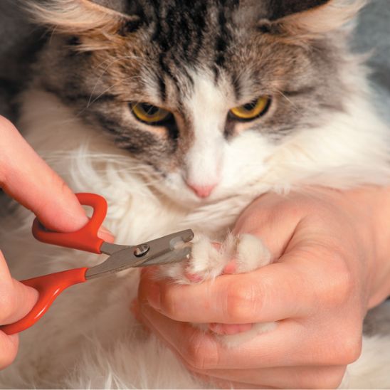 ciseaux pour chat - premium - universmiaou