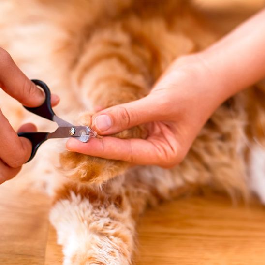 ciseaux pour chat - premium - universmiaou