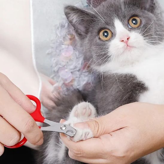 ciseaux pour chat - premium - universmiaou