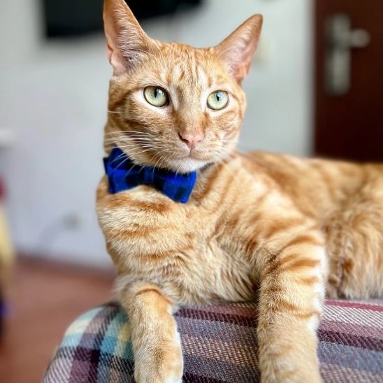Coliier en nœud papillon pour chat - universmiaou