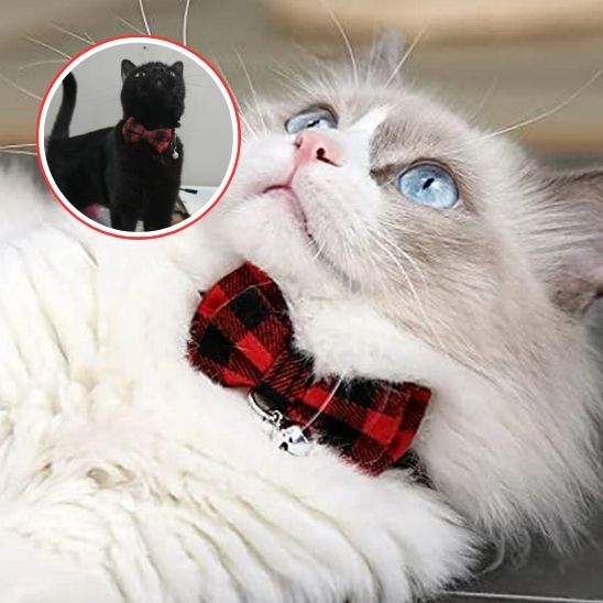 Coliier en nœud papillon pour chat - universmiaou