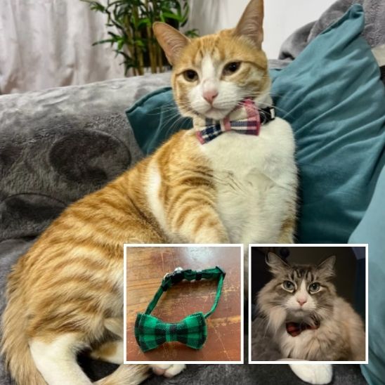Coliier en nœud papillon pour chat - universmiaou