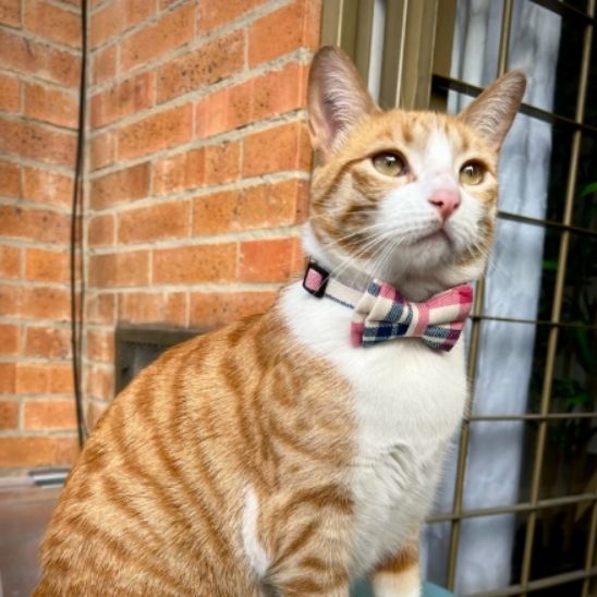 Coliier en nœud papillon pour chat - universmiaou