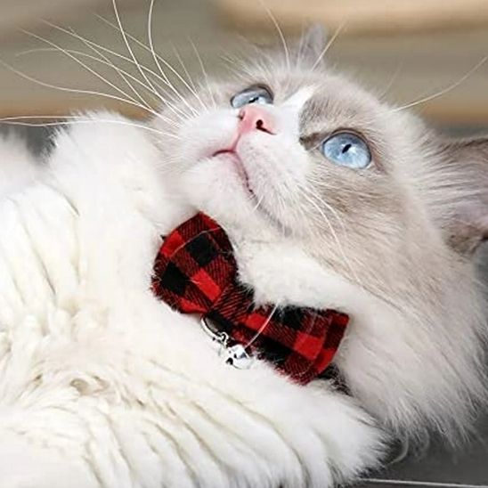 Coliier en nœud papillon pour chat - universmiaou