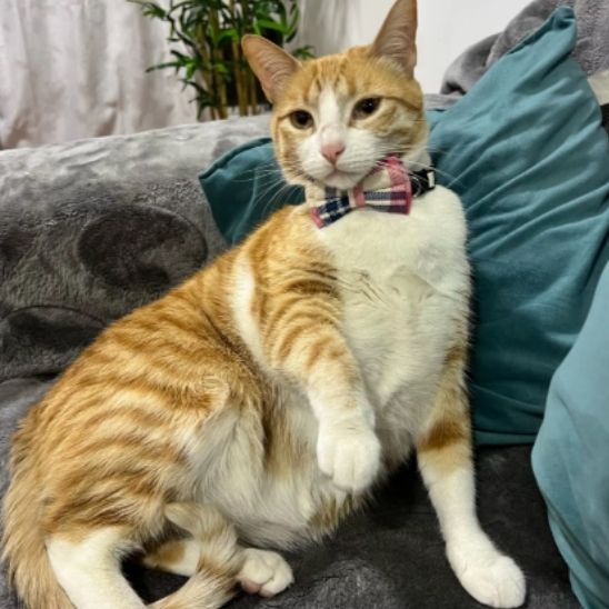 Coliier en nœud papillon pour chat - universmiaou