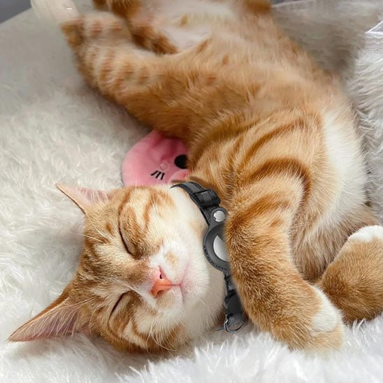 Collier anti - étranglement avec cloche pour chat - universmiaou
