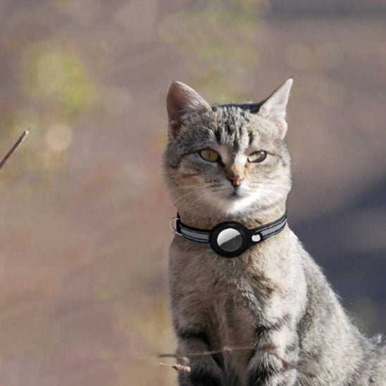 Collier anti - étranglement avec cloche pour chat - universmiaou
