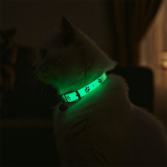 collier pour chat lumineux