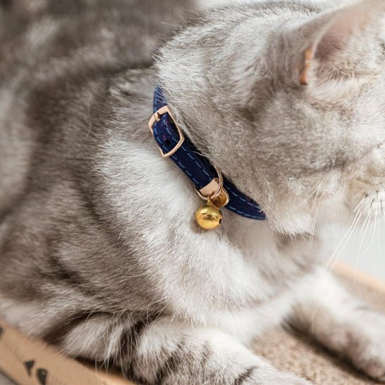 Collier de sécurité pour chat - universmiaou