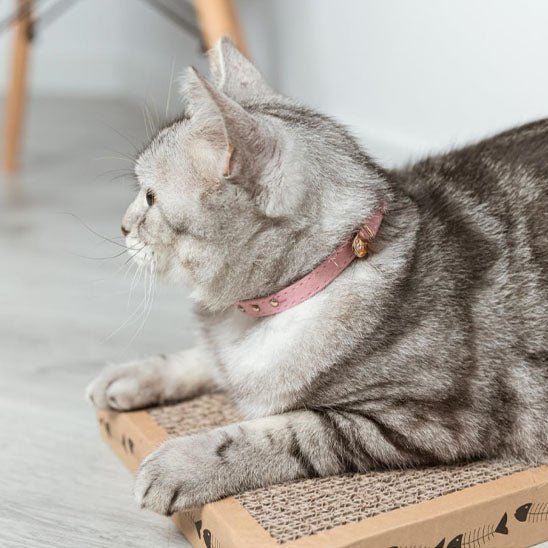 Collier de sécurité pour chat - universmiaou