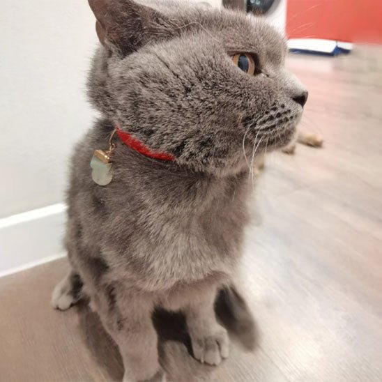 Collier de sécurité pour chat - universmiaou