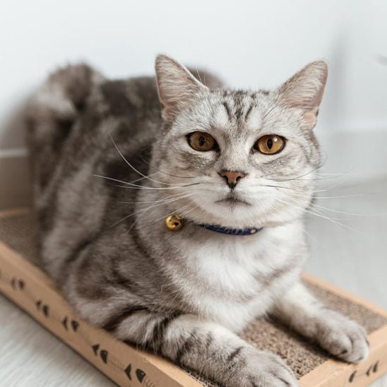Collier de sécurité pour chat - universmiaou