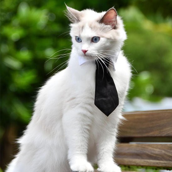 collier pour chat en forme de cravate - universmiaou