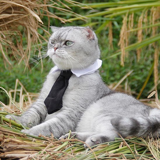 collier pour chat en forme de cravate - universmiaou