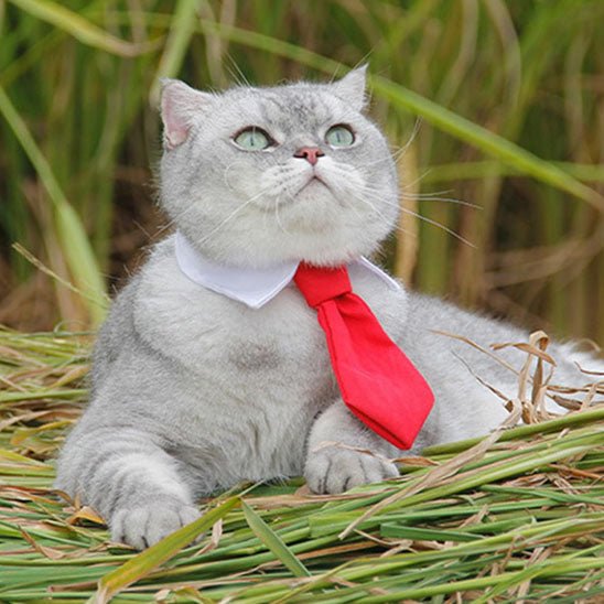 collier pour chat en forme de cravate - universmiaou