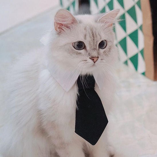 collier pour chat en forme de cravate - universmiaou
