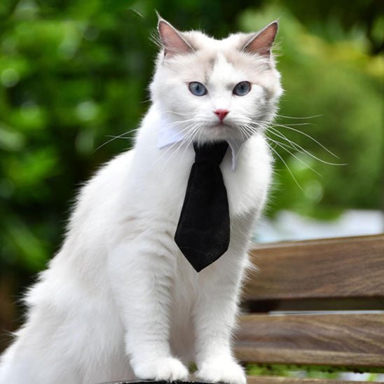 collier pour chat en forme de cravate - universmiaou