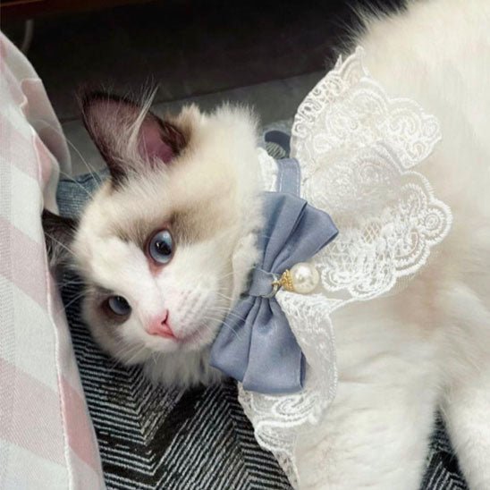 collier pour chat en perle de soie - universmiaou