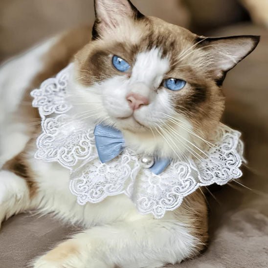 collier pour chat en perle de soie - universmiaou