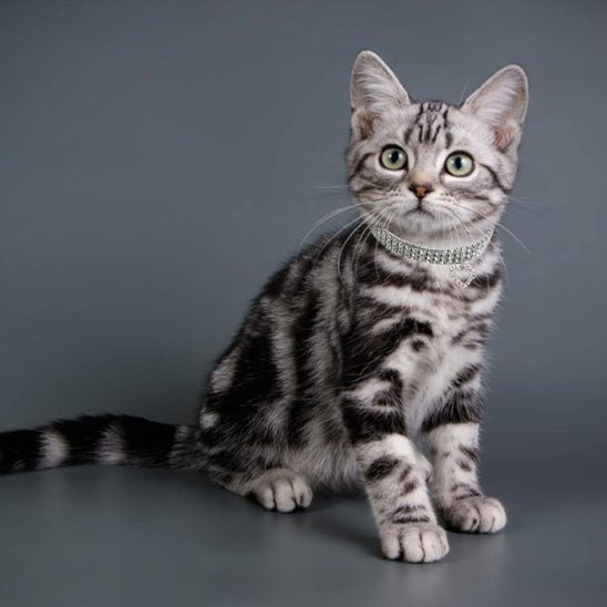 Collier pour chat en strass avec cœur - universmiaou