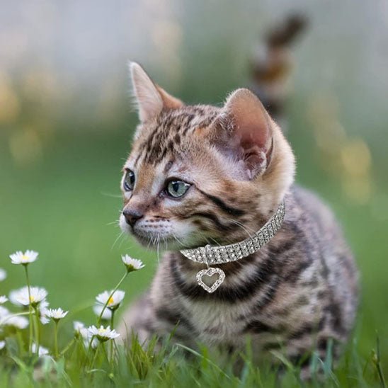 Collier pour chat en strass avec cœur - universmiaou