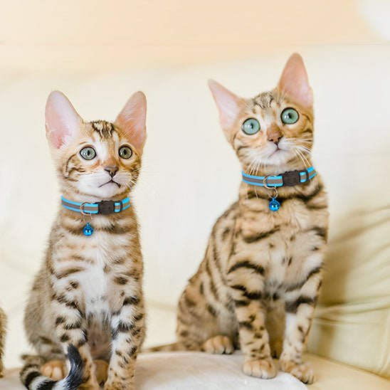 Collier réfléchissant pour chat avec cloche - universmiaou