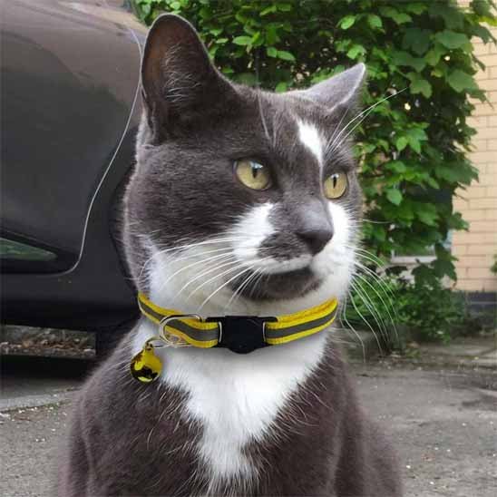 Collier réfléchissant réglable pour chat - universmiaou