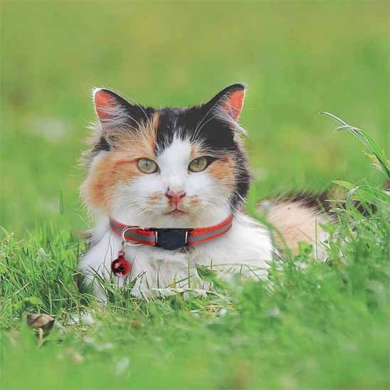 Collier réfléchissant réglable pour chat - universmiaou