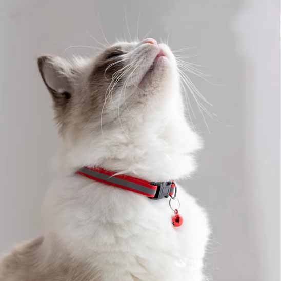 Collier réfléchissant réglable pour chat - universmiaou