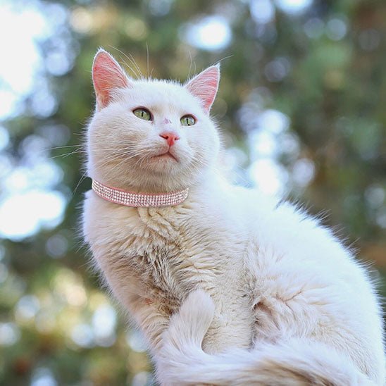 Collier réglable avec strass étincelants pour chats - universmiaou