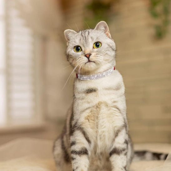 Collier réglable avec strass étincelants pour chats - universmiaou