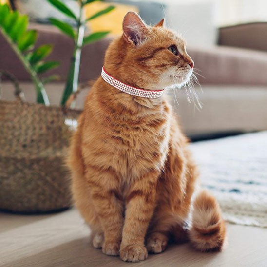 Collier réglable avec strass étincelants pour chats - universmiaou