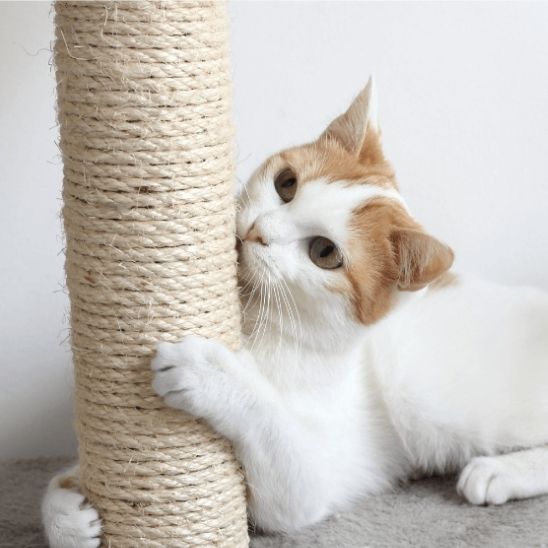 Corde à gratter naturelle pour chats - universmiaou