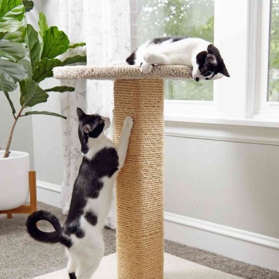Corde à gratter naturelle pour chats - universmiaou
