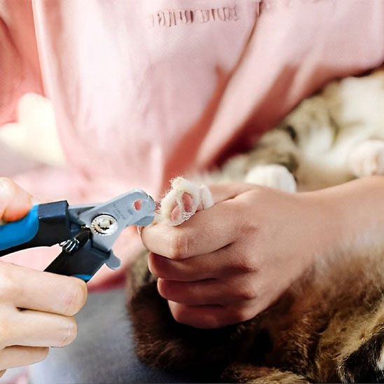 coupe ongles pour chat - universmiaou