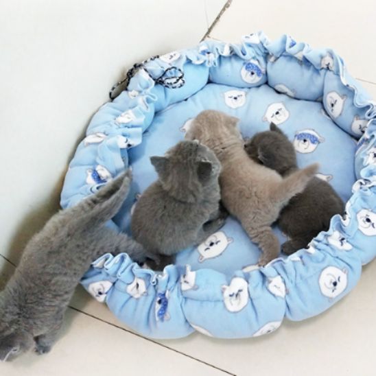 coussin doux et chaud pour chat - universmiaou