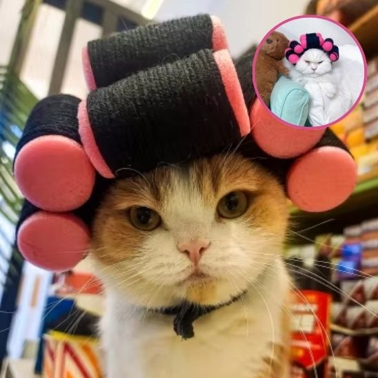 Déguisement pour chat en forme de perruque